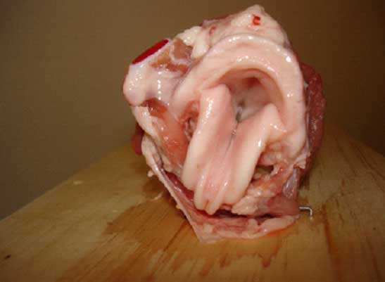 Swine trachea